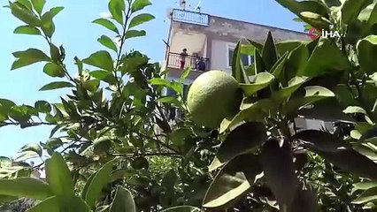 2 kişinin yaralandığı portakal koparma kavgasında komşu o anları İHA’ya anlattı