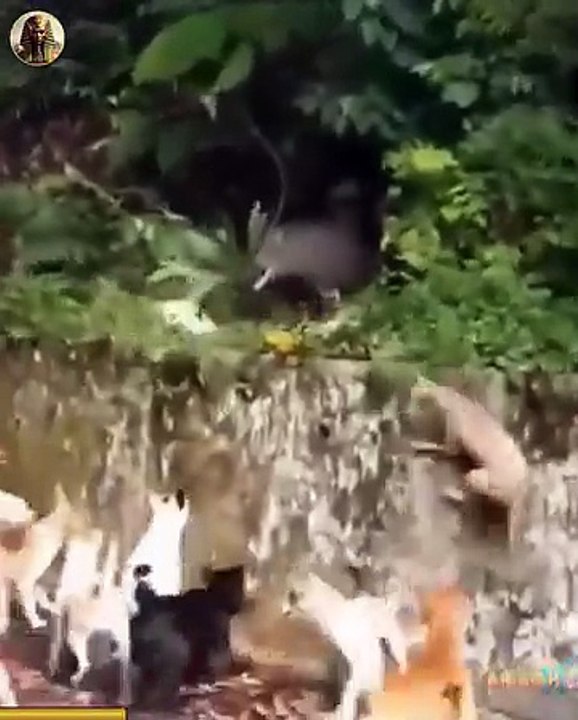 Most Incredible Moments Caught on Camera