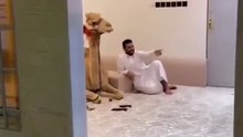 😂 جمل سعودي يضحكك لين تبكي! 🐪🇸🇦