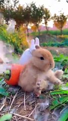 Two rabbit have a gentle and beautiful life . A beautiful moment #60