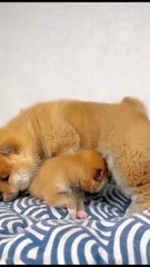 Two puppy brothers . A beautiful moment #61