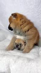 Two puppy brothers . A beautiful moment #62