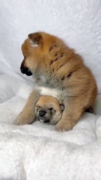 Two puppy brothers . A beautiful moment #62