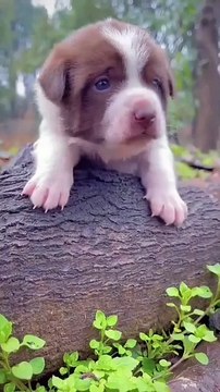 two puppies love to eat vegetables . A beautiful moment #63
