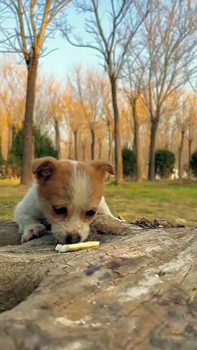 Two puppies eating delicious . A beautiful moment #64