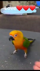Two IQ birds . A beautiful moment #66