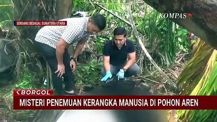 Misteri Kerangka Manusia dalam Pohon Aren di Serdang Bedagai, Polisi Lakukan Uji Forensik | BORGOL