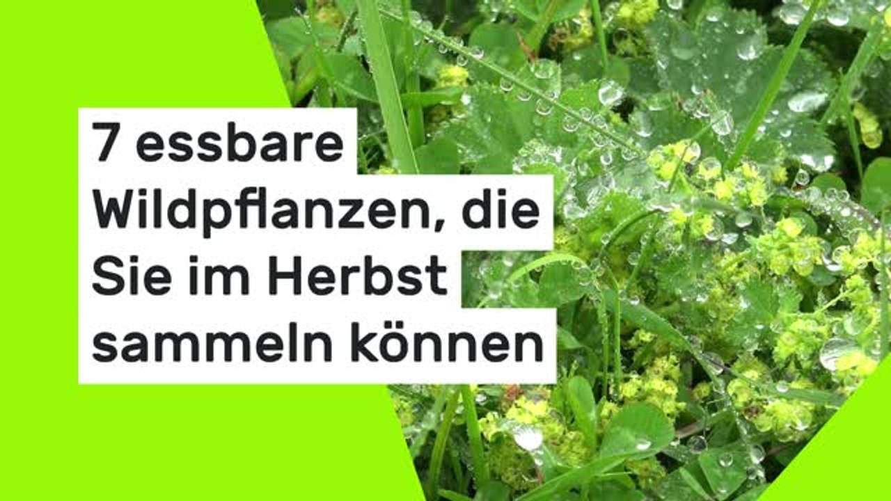 7 essbare Wildpflanzen, die Sie im Herbst sammeln können
