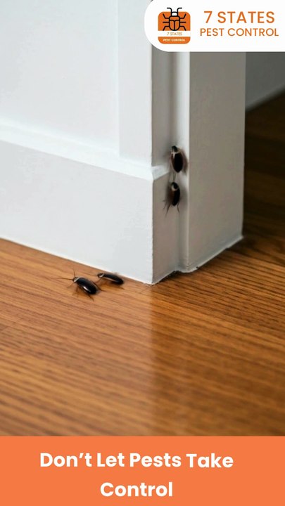 Pest Control Melbourne – Trusted Experts for a Pest-Free Home & Business