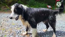 Os animais mais fofos do mundo N•418