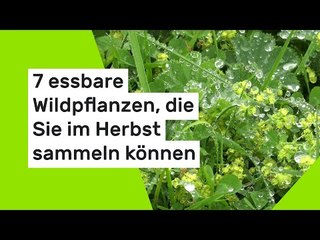 7 essbare Wildpflanzen, die Sie im Herbst sammeln können
