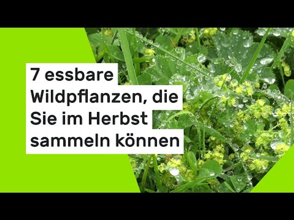 7 essbare Wildpflanzen, die Sie im Herbst sammeln können