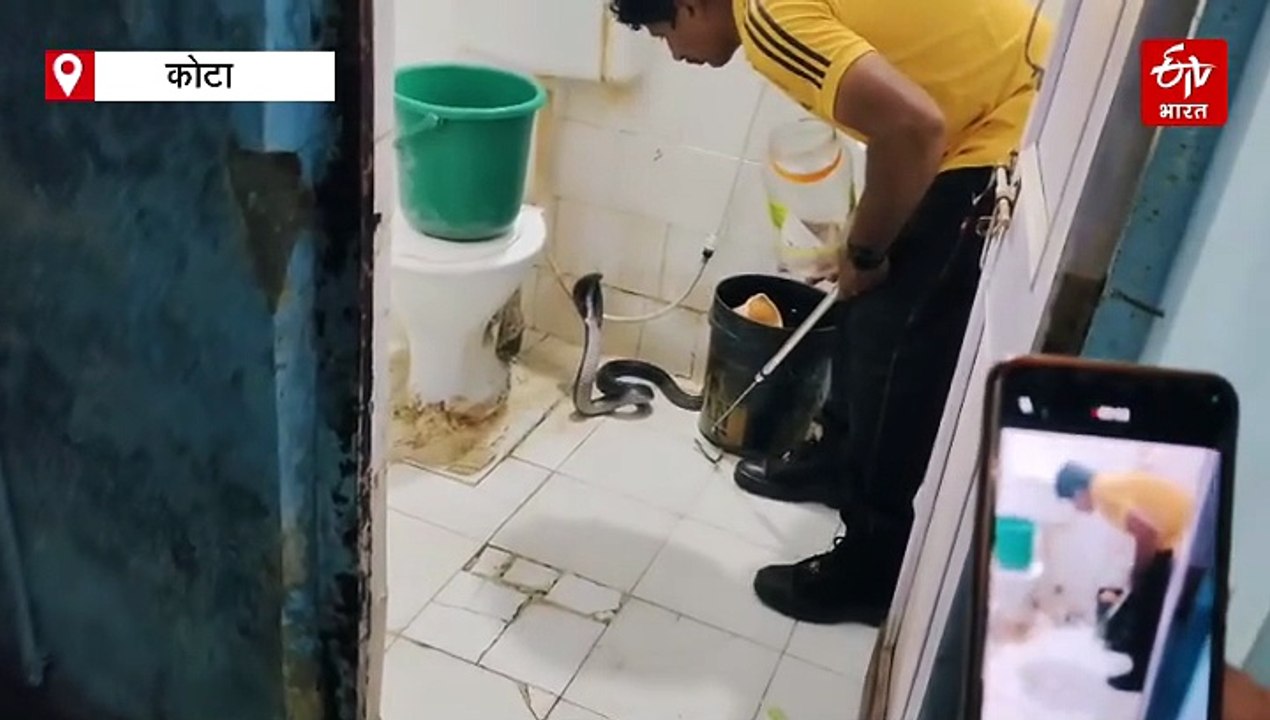 रेजिडेंट डॉक्टर्स हॉस्टल के टॉयलेट में निकला जहरीला कोबरा, देखिए वीडियो