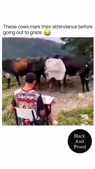 Cows Taking Attendance