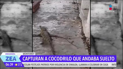 Protección civil captura a cocodrilo suelto por calles de Nuevo León