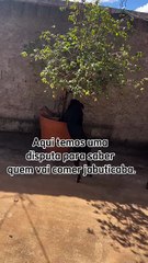 Pit bull come jabuticaba direto do pé e vídeo viraliza; assista