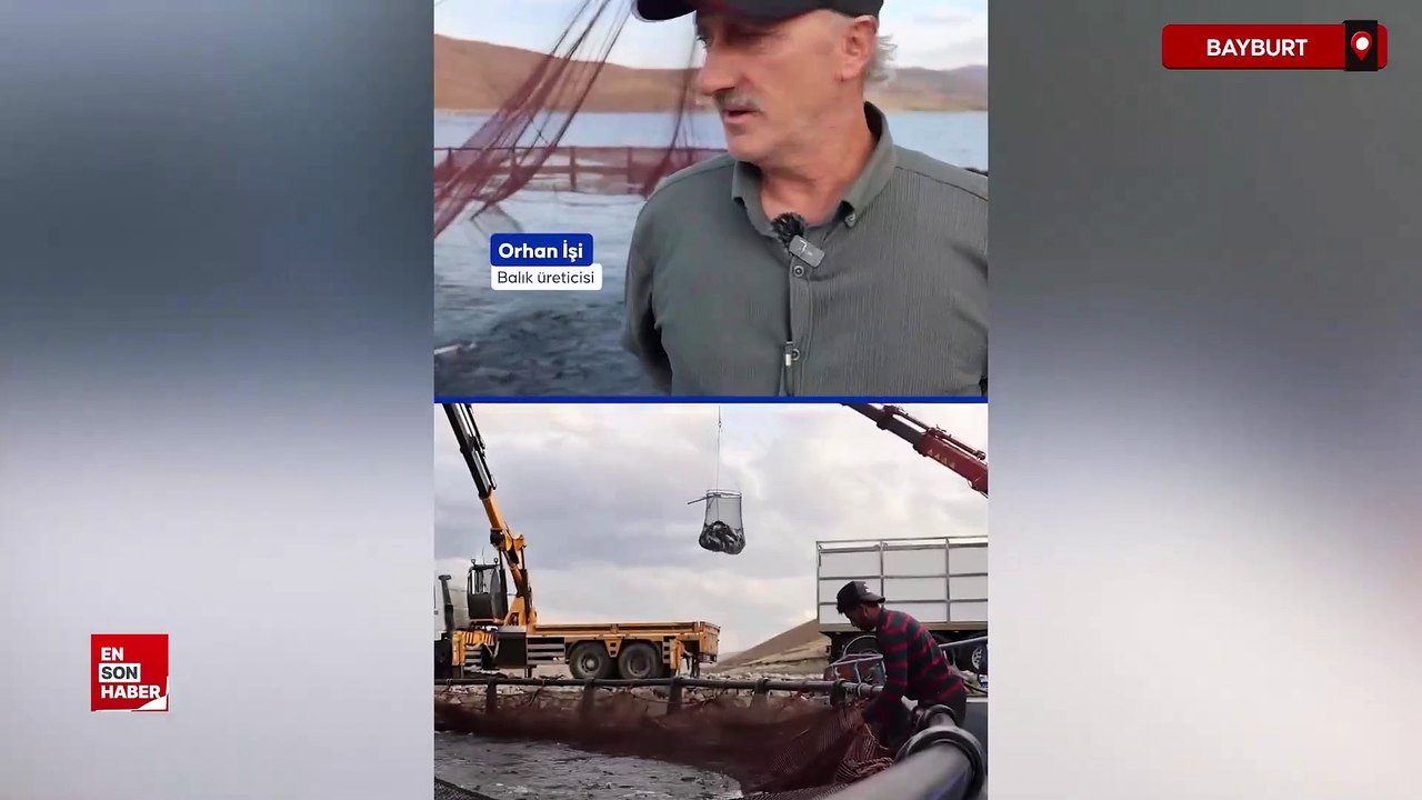 Bayburt’taki Demirözü Barajı’nda yetiştirilen Türk somonlarında hasat başladı