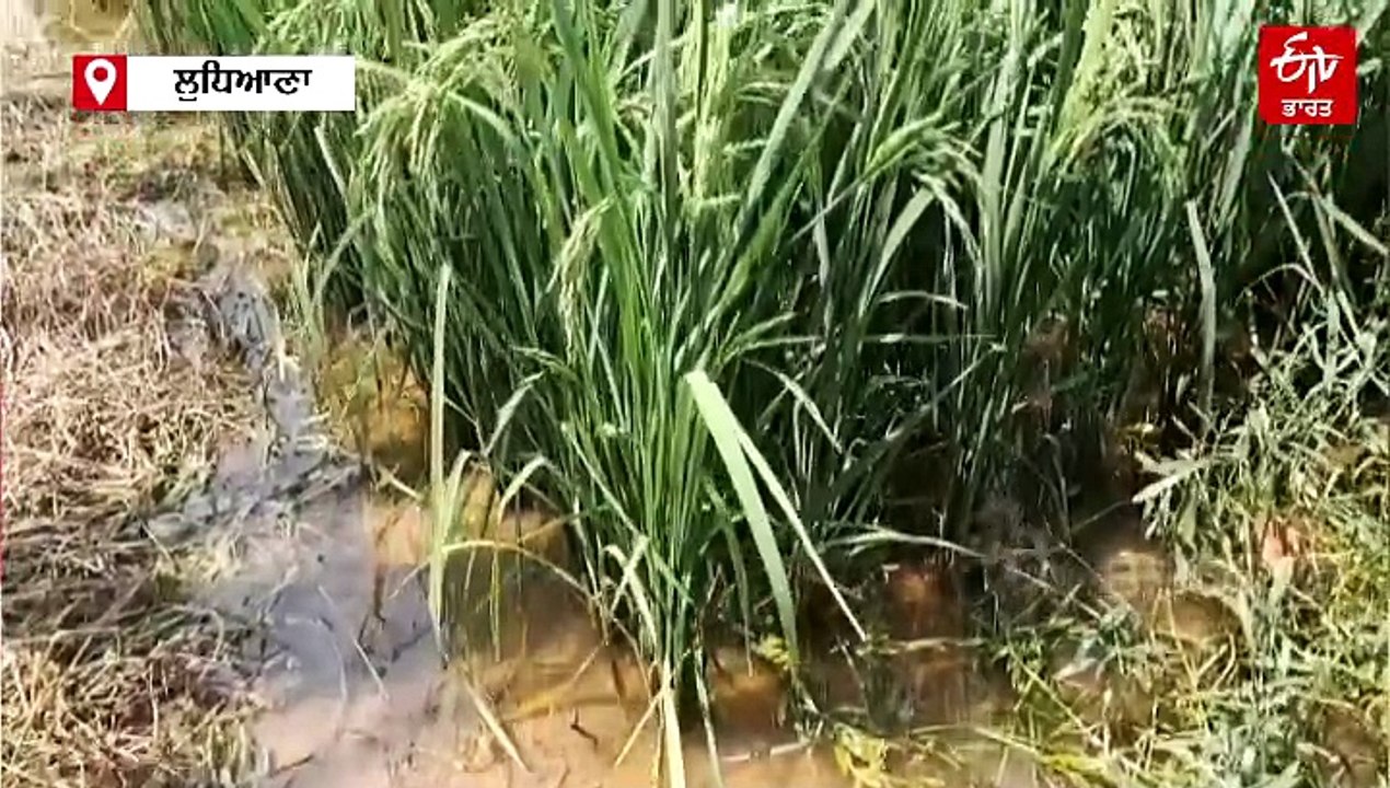 ਝੋਨੇ ਦੀ ਫਸਲ ਉੱਤੇ ਭੂਰੇ ਟਿੱਡਿਆਂ ਦੀ ਮਾਰ, ਫਸਲ ਪੀਲੀ...