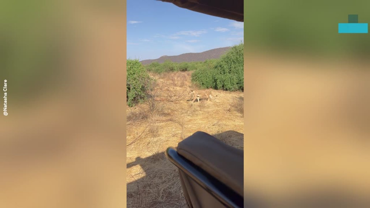 Lioness Creeps Up on Giraffe