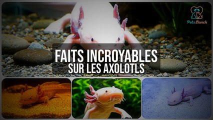 Faits INCROYABLES sur les Axolotls que Vous Ignorez !