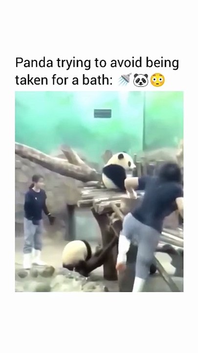 Panda avoid bathing
