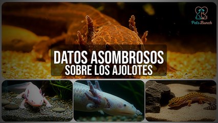 Datos Asombrosos Sobre los AJOLOTES 🦎 | El Animal que Desafía la Muerte