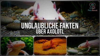 Unglaubliche Fakten über Axolotl, die du kennen musst!