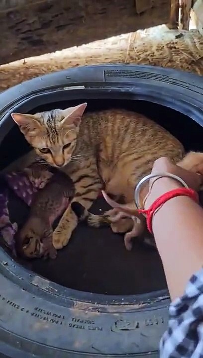 Mother is the same in every living creature, cat