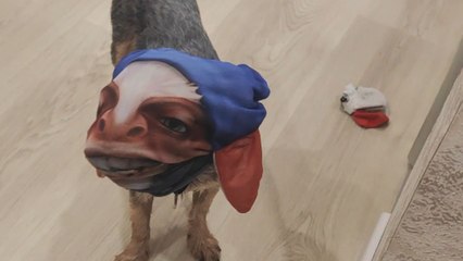 Dog transformed into Meepo from Dota 2 after man places mask on him for fun