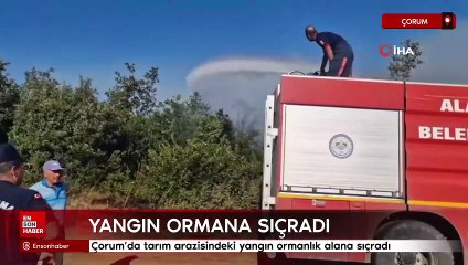 Çorum’da tarım arazisindeki yangın ormanlık alana sıçradı