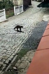 Fauna urbana em flagrante guaxinim tenta roubar ração de gatos em Blumenau