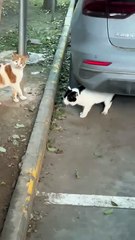 Le chat a ri « Ah, j’ai merdé ! »