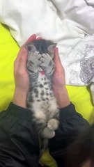 Chat cool, coloc le plus hilarant jamais.