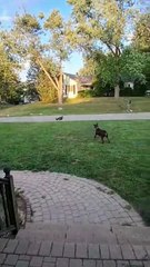 Poulette sauvage atterrit soudainement sur Dobermann.