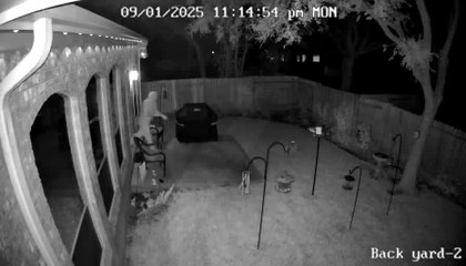 Dog Gets Attacked by Raccoon Trying to Protect Its Pack