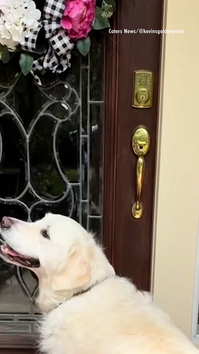 Dog Visits Grandparents for Pool Day