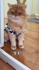Oh, what a beautiful orange handsome orange cat !