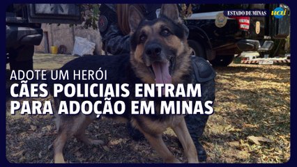 Adote um herói: cães policiais entram para adoção em MG