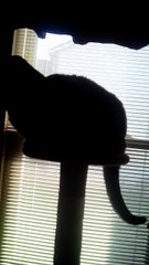 Simon's Birthday Part Two (out of two) : Toys and Treats