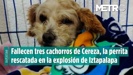 Fallecen tres cachorros de Cereza, la perrita embarazada rescatada tras la explosión en Iztapalapa