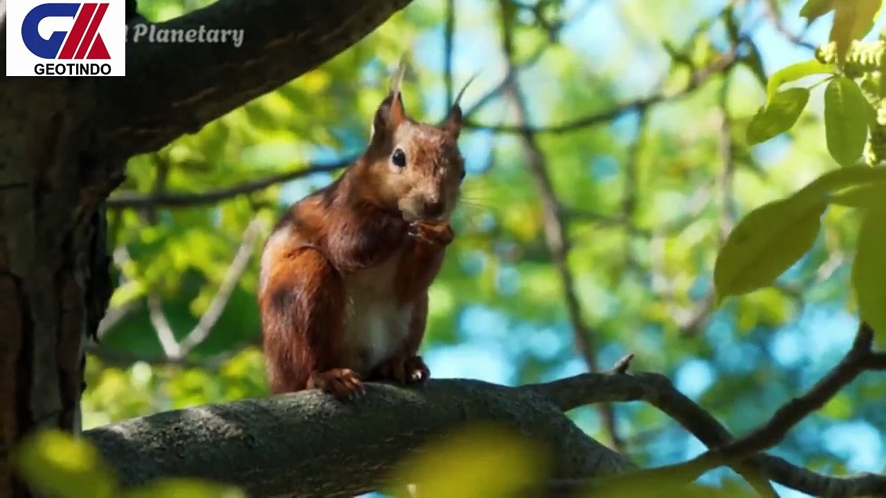 WILD ANIMAL SOUNDS-1