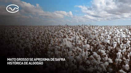 Mato Grosso se aproxima de safra histórica de algodão