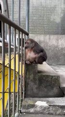 Monkey xingxing is really cute  #monkey #animal #monkeyxingxing