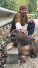 Monkey xingxing is relax #monkey #monkey #xingxing #cute #lovely
