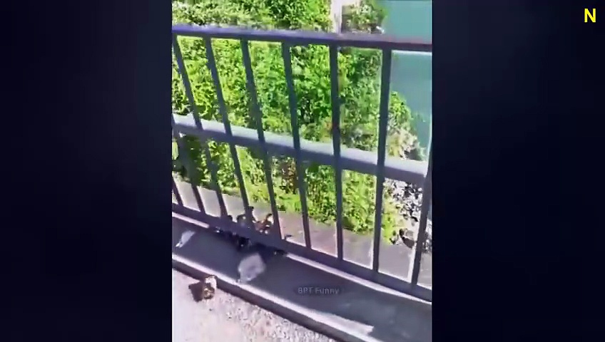 Funny Cat Fails Compilation – You’ll Laugh N" 🤖🐱