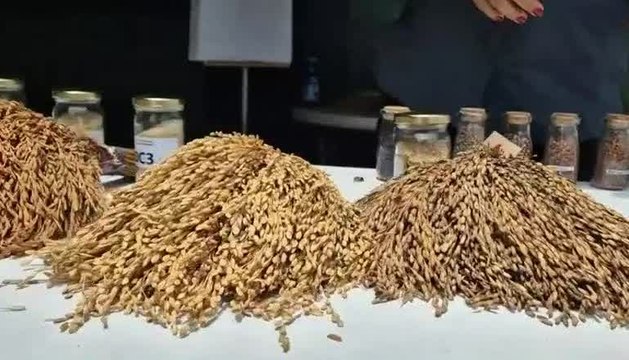 Habrá un aumento en el precio del arroz a los consumidores