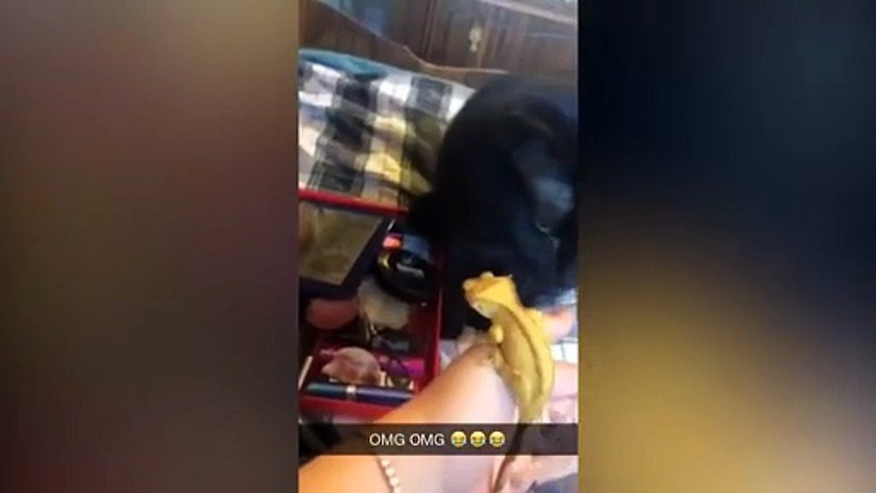 Funny Cat Videos Compilation 2025 🎬