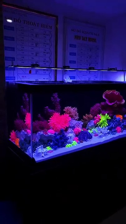 Planted aquarium 3