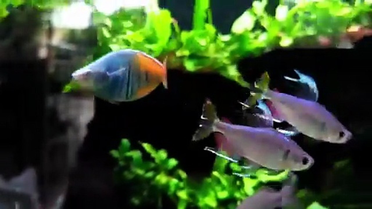 Planted aquarium 5