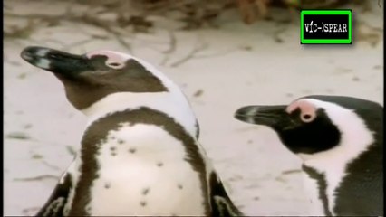 Al cuidado de la naturaleza: Tony y el pingüino del Cabo - Documental (1995) - Español Latino
